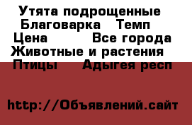 Утята подрощенные “Благоварка“,“Темп“ › Цена ­ 100 - Все города Животные и растения » Птицы   . Адыгея респ.